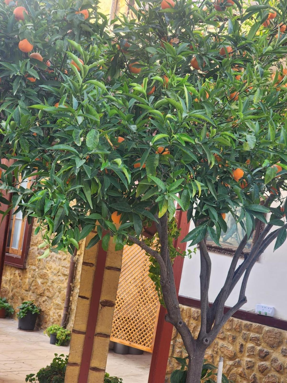 ניקוסיה Aksaray Boutique Hotel מראה חיצוני תמונה