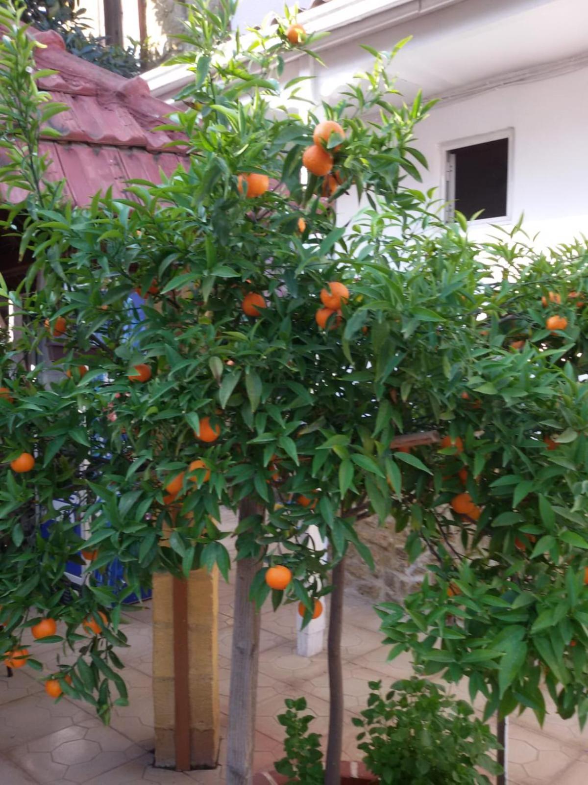 ניקוסיה Aksaray Boutique Hotel מראה חיצוני תמונה