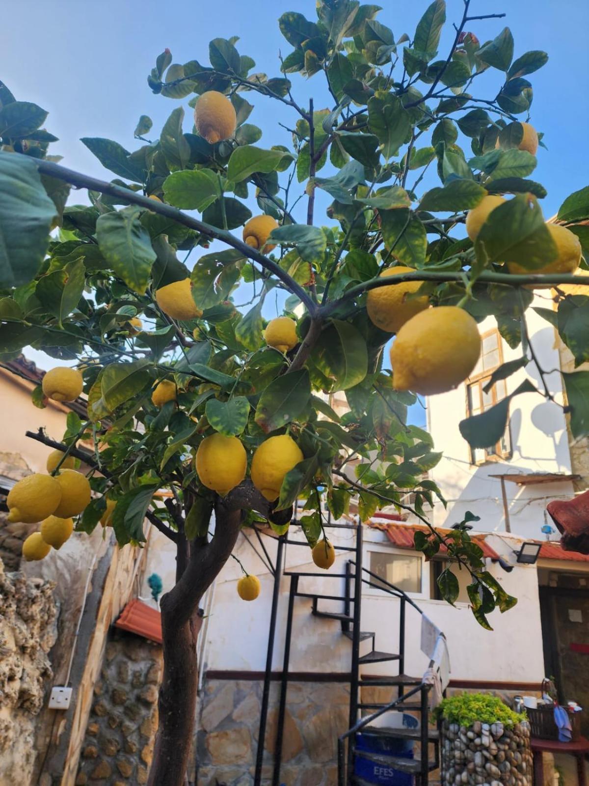ניקוסיה Aksaray Boutique Hotel מראה חיצוני תמונה